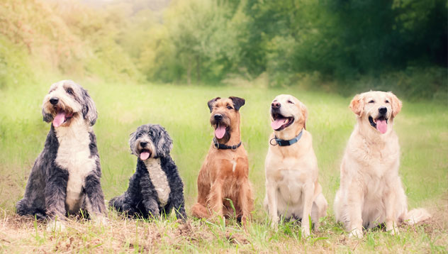Conditions and requirements while travelling with pets