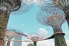 Supertrees at Gardens by the Bay