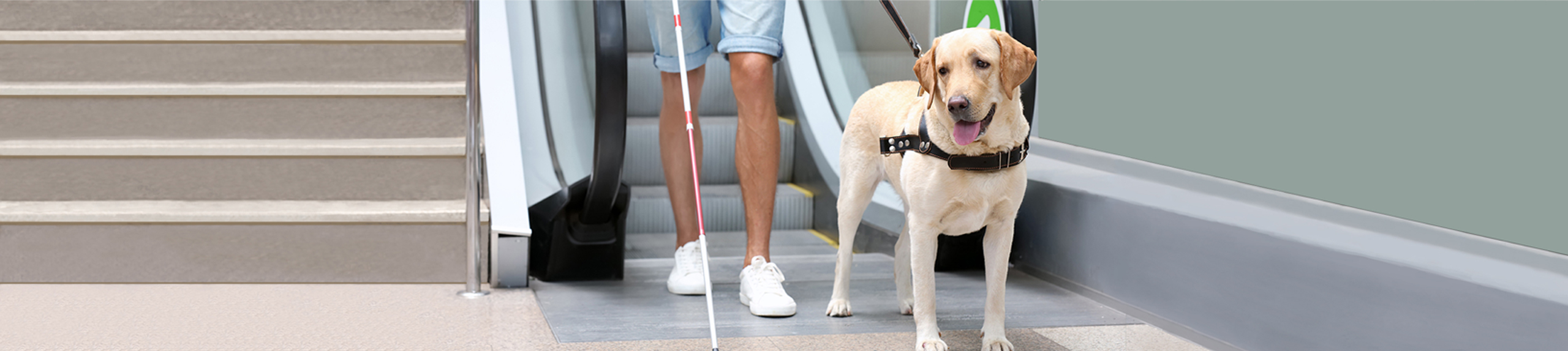 Travelling with pets
