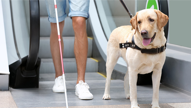 Conditions for passengers Travelling with assistance dogs