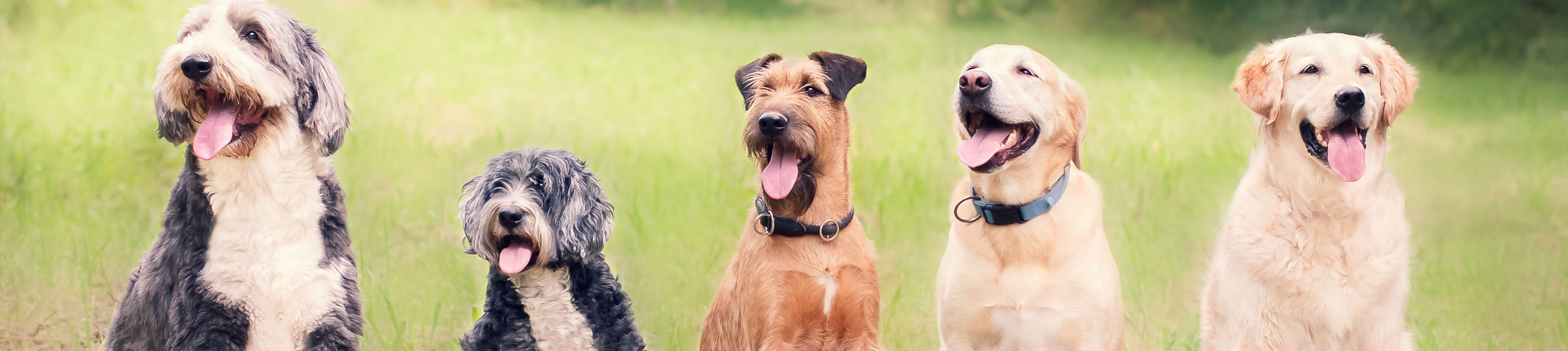 Singapore Airlines welcome pets lover travellers